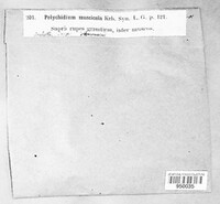 Polychidium muscicola image